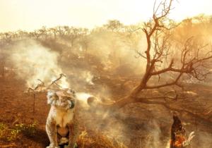 Composition About Australian Wildlife In Bushfires Of Australia