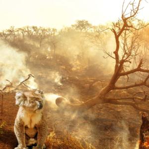 Composition About Australian Wildlife In Bushfires Of Australia